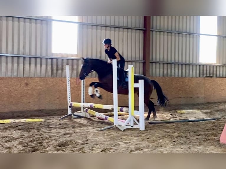 Connemara Stute 4 Jahre 148 cm Brauner in Sligo