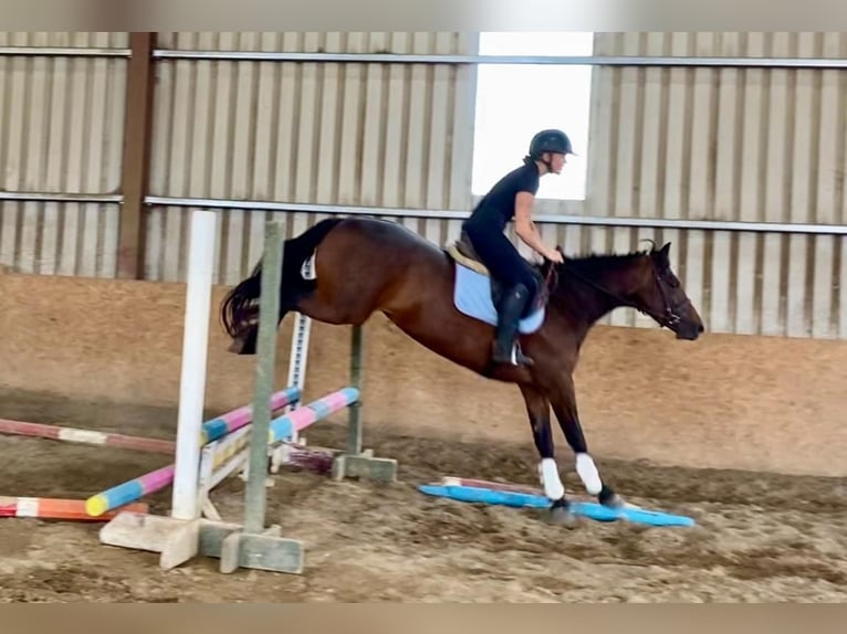 Connemara Stute 4 Jahre 148 cm Brauner in Sligo