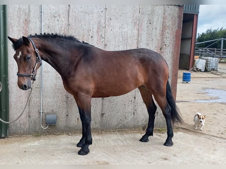 Connemara Stute 4 Jahre 148 cm Brauner in Sligo