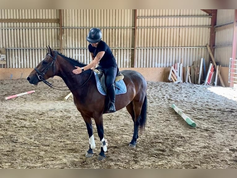 Connemara Stute 4 Jahre 148 cm Brauner in Sligo