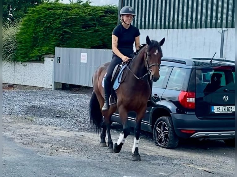 Connemara Stute 4 Jahre 148 cm Brauner in Sligo