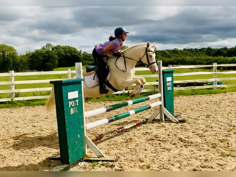 Connemara Stute 4 Jahre 148 cm Cremello in Mountrath