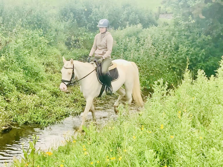Connemara Stute 4 Jahre 148 cm Cremello in Mountrath
