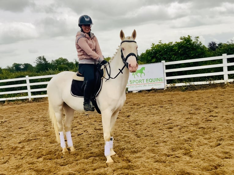 Connemara Stute 4 Jahre 148 cm Cremello in Mountrath
