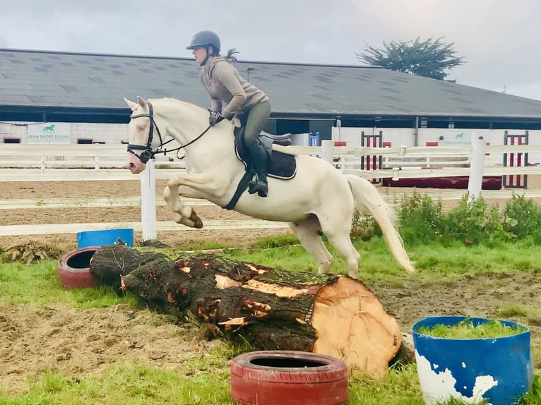 Connemara Stute 4 Jahre 148 cm Cremello in Mountrath