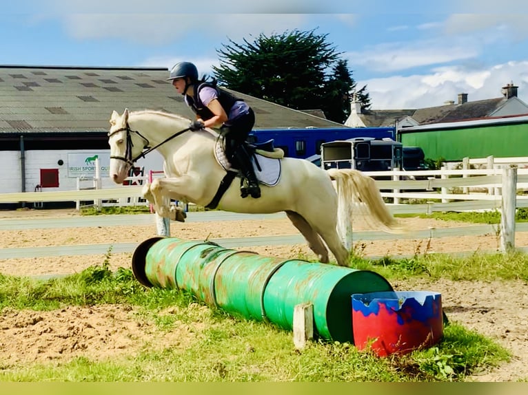 Connemara Stute 4 Jahre 148 cm Cremello in Mountrath