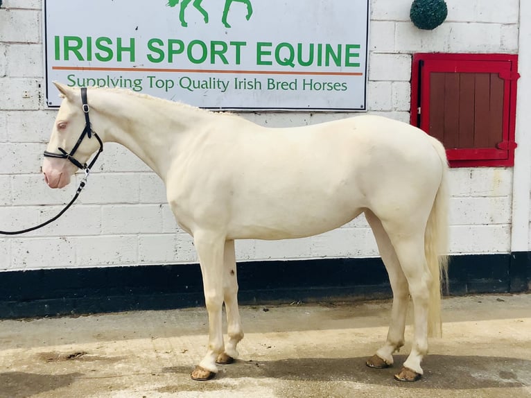 Connemara Stute 4 Jahre 148 cm Cremello in Mountrath
