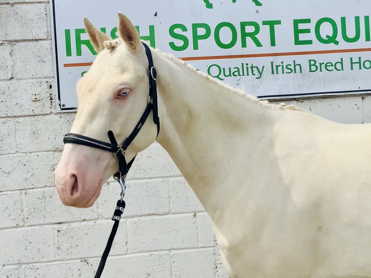 Connemara Stute 4 Jahre 148 cm Cremello in Mountrath