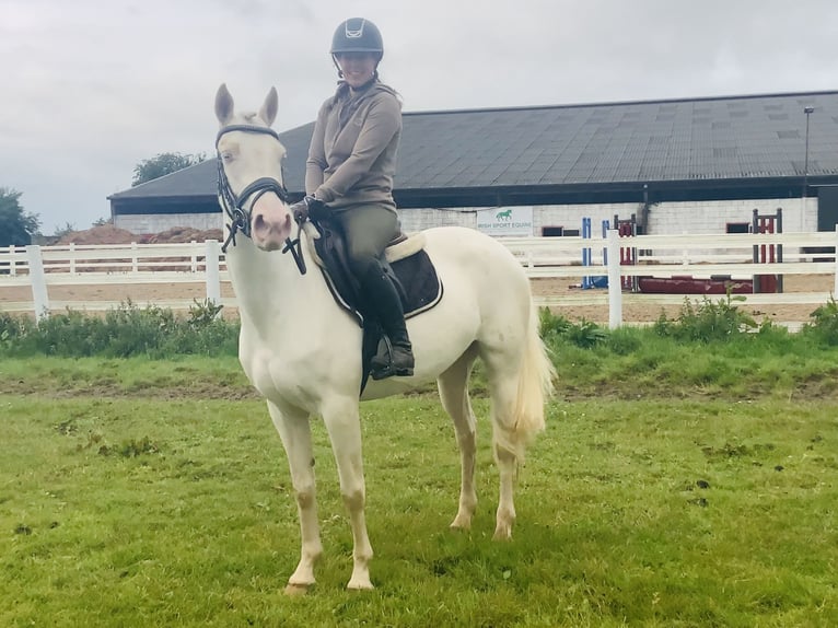 Connemara Stute 4 Jahre 148 cm Cremello in Mountrath