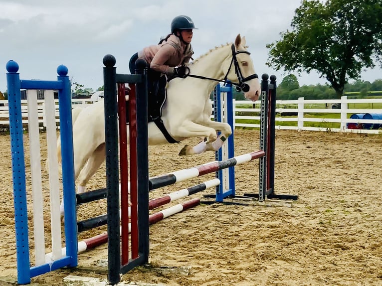 Connemara Stute 4 Jahre 148 cm Cremello in Mountrath