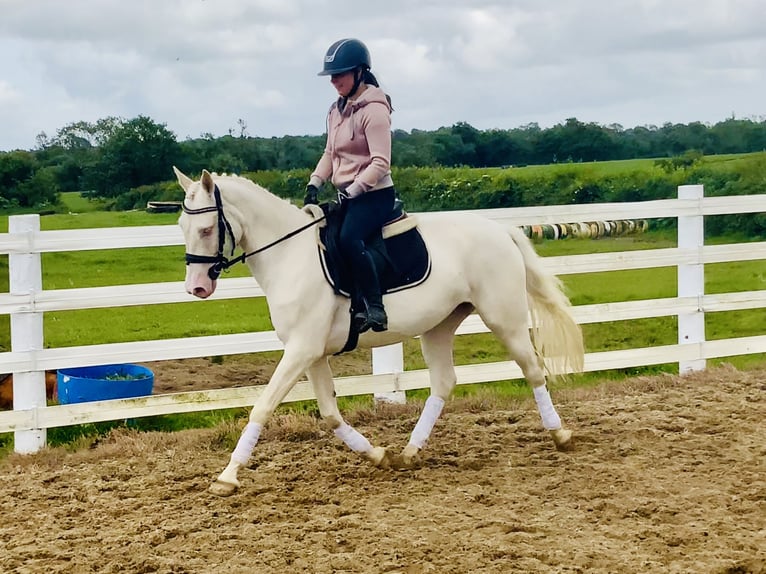 Connemara Stute 4 Jahre 148 cm Cremello in Mountrath