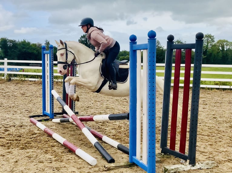 Connemara Stute 4 Jahre 148 cm Cremello in Mountrath