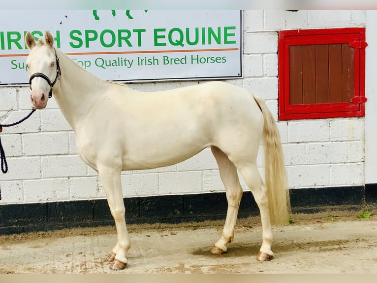 Connemara Stute 4 Jahre 148 cm Cremello in Mountrath