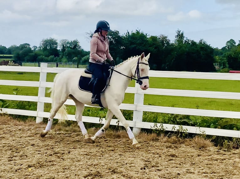 Connemara Stute 4 Jahre 148 cm Cremello in Mountrath