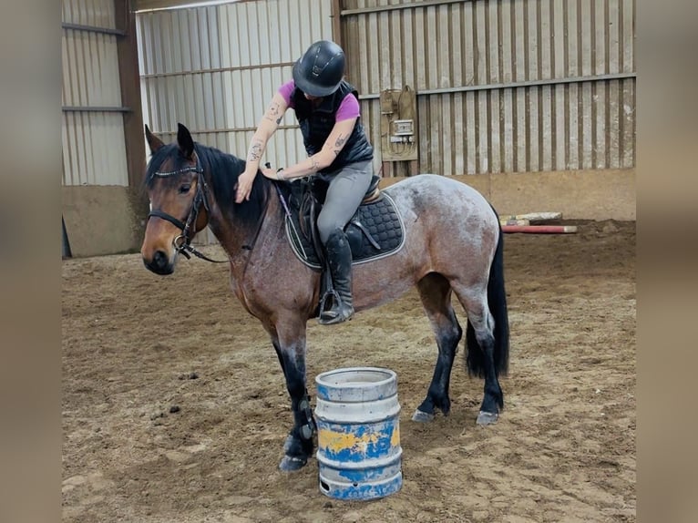 Connemara Stute 4 Jahre 148 cm Falbe in Sligo