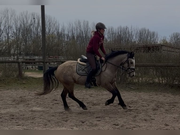 Connemara Stute 4 Jahre 148 cm Falbe in Trebbin