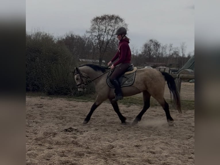 Connemara Stute 4 Jahre 148 cm Falbe in Trebbin