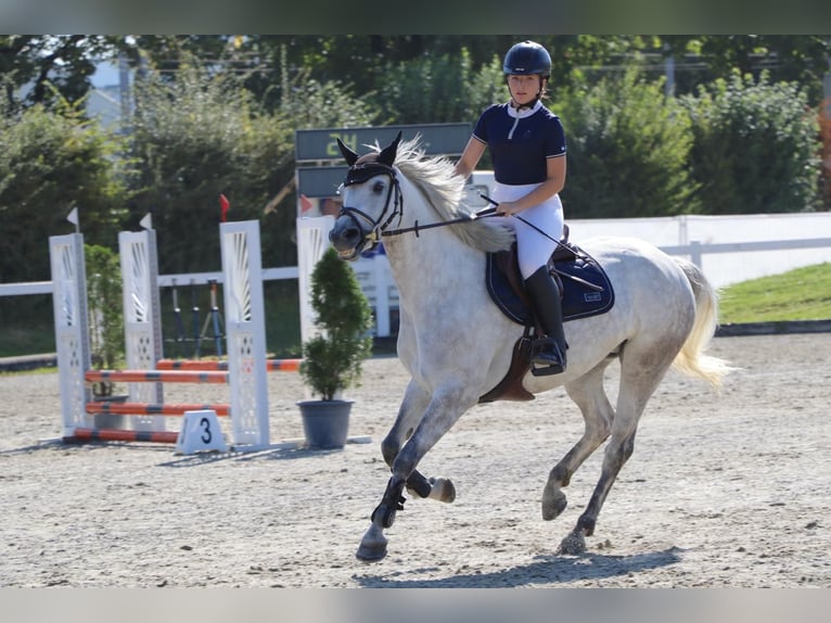 Connemara Stute 4 Jahre 148 cm in Münsingen