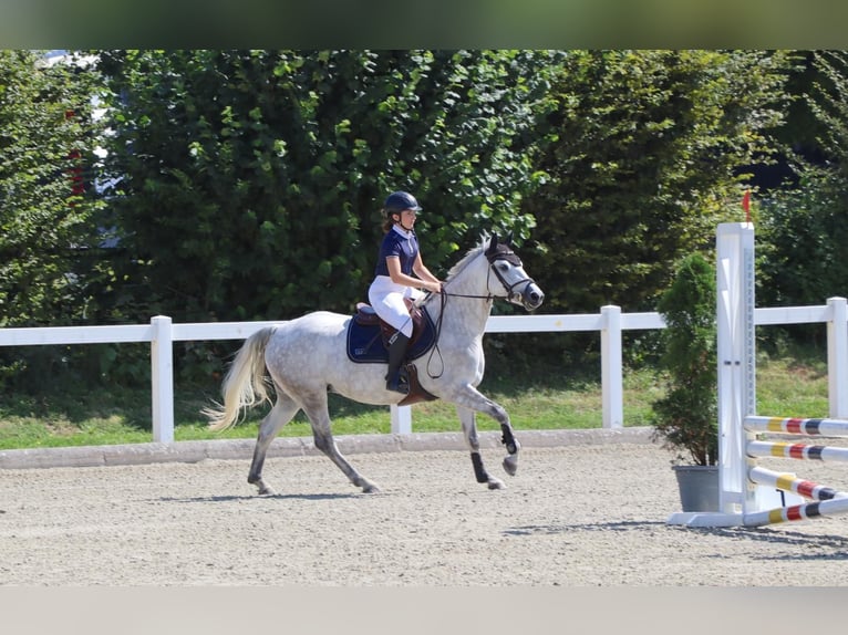 Connemara Stute 4 Jahre 148 cm in Münsingen