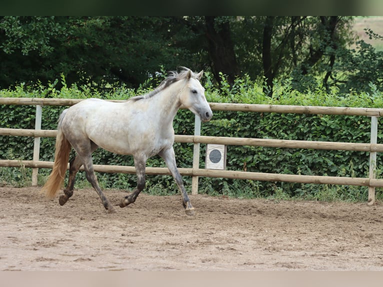 Connemara Stute 4 Jahre 148 cm Schimmel in Greding