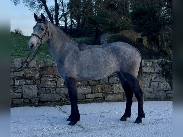 Connemara Stute 4 Jahre 148 cm Schimmel in Newry