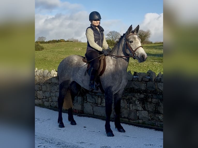 Connemara Stute 4 Jahre 148 cm Schimmel in Newry