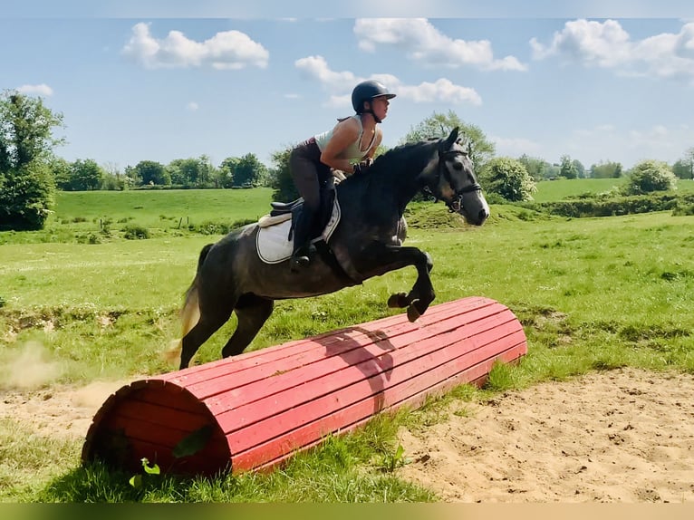 Connemara Stute 4 Jahre 148 cm Schimmel in Mountrath