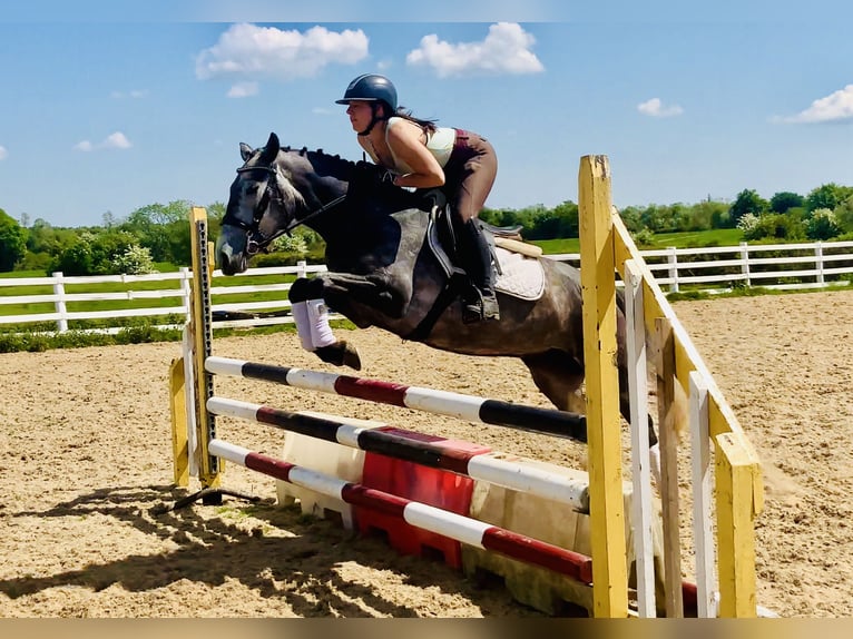 Connemara Stute 4 Jahre 148 cm Schimmel in Mountrath