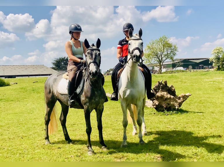Connemara Stute 4 Jahre 148 cm Schimmel in Mountrath
