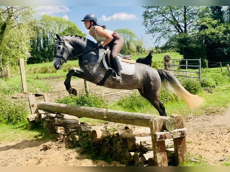 Connemara Stute 4 Jahre 148 cm Schimmel in Mountrath