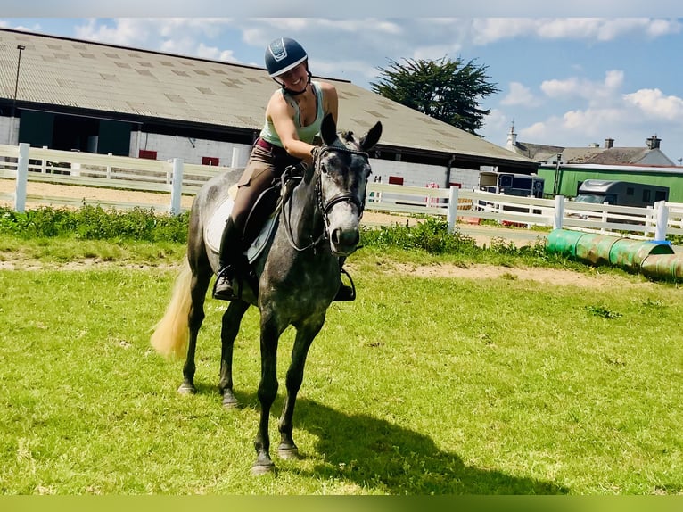 Connemara Stute 4 Jahre 148 cm Schimmel in Mountrath
