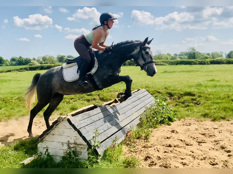 Connemara Stute 4 Jahre 148 cm Schimmel in Mountrath