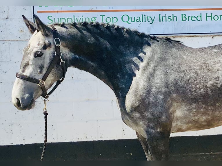 Connemara Stute 4 Jahre 148 cm Schimmel in Mountrath
