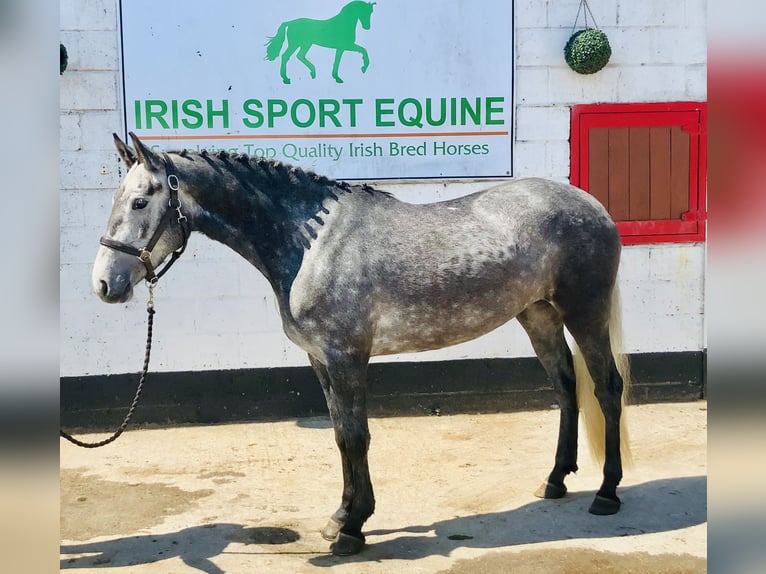 Connemara Stute 4 Jahre 148 cm Schimmel in Mountrath