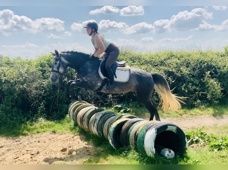 Connemara Stute 4 Jahre 148 cm Schimmel in Mountrath