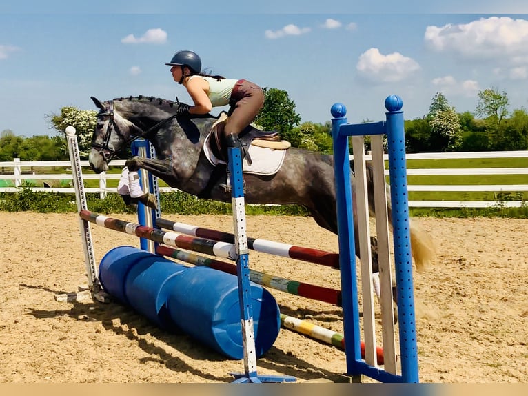 Connemara Stute 4 Jahre 148 cm Schimmel in Mountrath