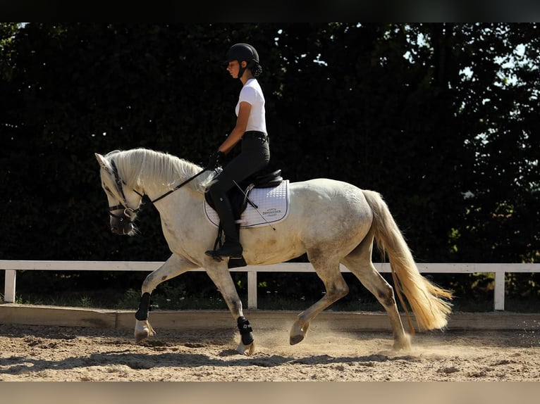 Connemara Stute 4 Jahre 148 cm  in Altenstadt