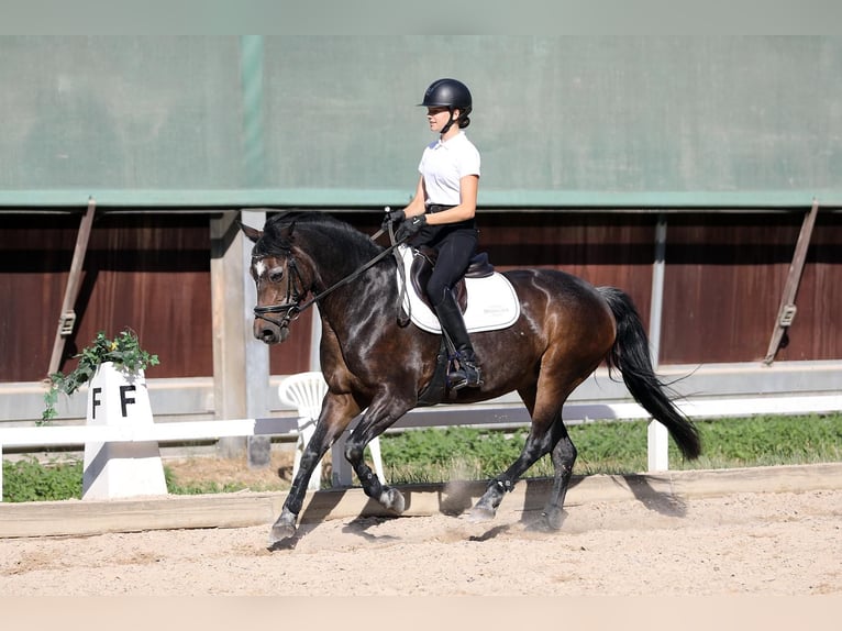 Connemara Stute 4 Jahre 148 cm  in Altenstadt