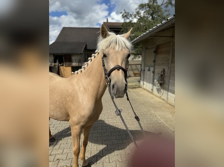 Connemara Stute 4 Jahre 149 cm Schimmel in Gelterkinden