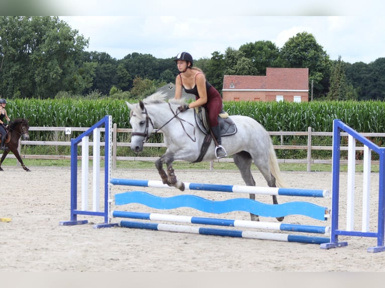 Connemara Stute 4 Jahre 150 cm Blauschimmel in Bogaarden