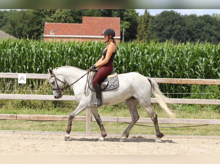 Connemara Stute 4 Jahre 150 cm Blauschimmel in Bogaarden