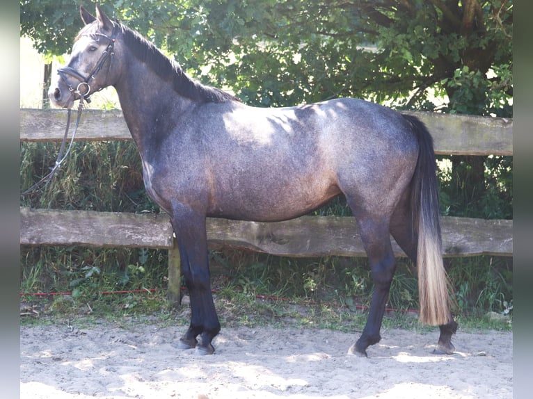 Connemara Stute 4 Jahre 150 cm Blauschimmel in uelsen