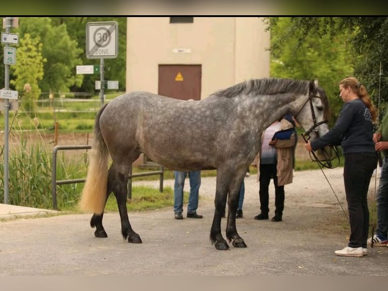 Connemara Stute 4 Jahre 150 cm Schimmel in Sulzheim