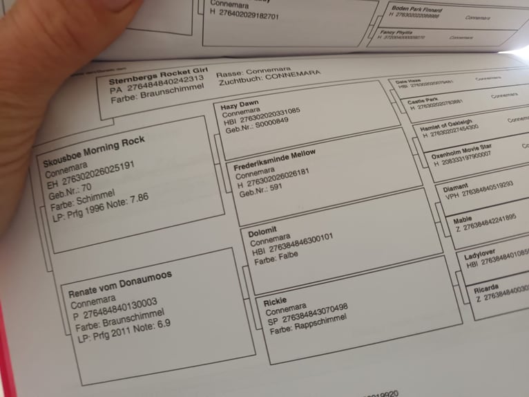 Connemara Stute 4 Jahre 150 cm Schimmel in Sulzheim