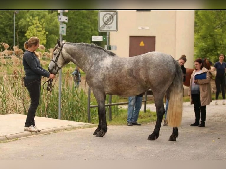 Connemara Stute 4 Jahre 150 cm Schimmel in Sulzheim