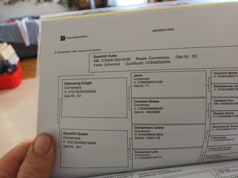 Connemara Stute 4 Jahre 150 cm Schimmel in Sulzheim