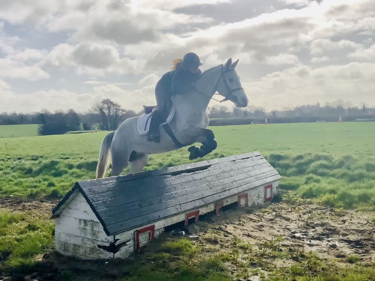 Connemara Stute 4 Jahre 150 cm Schimmel in Mountrath