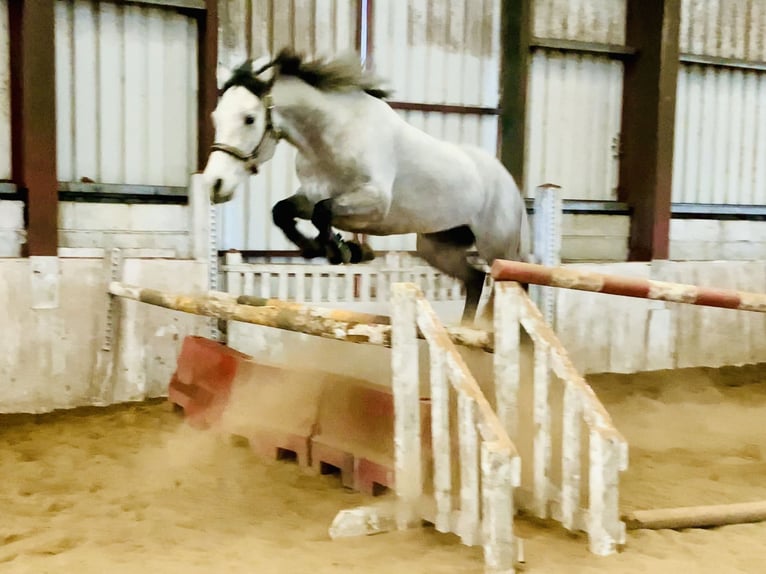 Connemara Stute 4 Jahre 150 cm Schimmel in Mountrath