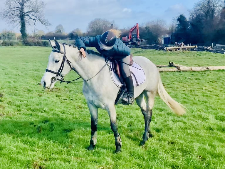 Connemara Stute 4 Jahre 150 cm Schimmel in Mountrath