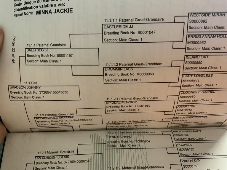Connemara Stute 4 Jahre 150 cm Schimmel in Mountrath